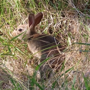 Oryctolagus cuniculus at West Wodonga, VIC - 1 Jan 2025 07:11 AM