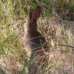 Oryctolagus cuniculus at West Wodonga, VIC - 1 Jan 2025 07:11 AM
