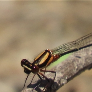 Nososticta solida (Orange Threadtail) at Whitlam, ACT by SandraH