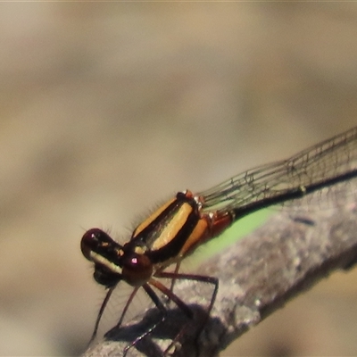 Nososticta solida (Orange Threadtail) at Whitlam, ACT - 3 Jan 2025 by SandraH