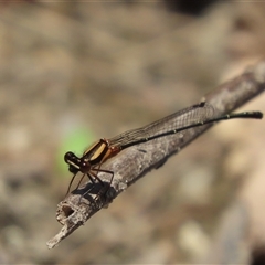 Nososticta solida at Whitlam, ACT - 3 Jan 2025