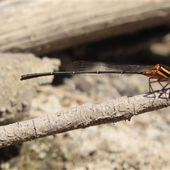 Nososticta solida at Whitlam, ACT - 3 Jan 2025