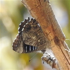 Ogyris olane (Broad-margined Azure) at Kambah, ACT - 3 Jan 2025 by HelenCross