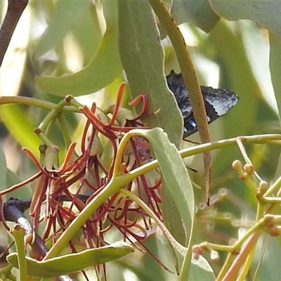 Ogyris olane (Broad-margined Azure) at Kambah, ACT - 3 Jan 2025 by HelenCross