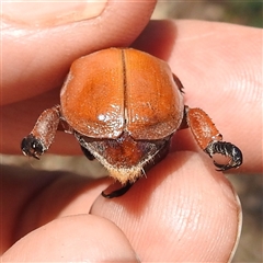 Anoplognathus montanus (Montane Christmas beetle) at Kambah, ACT - 3 Jan 2025 by HelenCross