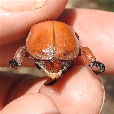 Anoplognathus montanus (Montane Christmas beetle) at Kambah, ACT - 3 Jan 2025 by HelenCross