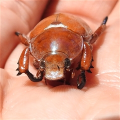 Anoplognathus montanus at Kambah, ACT - 3 Jan 2025 12:31 PM