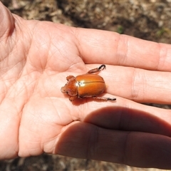 Anoplognathus montanus at Kambah, ACT - 3 Jan 2025 12:31 PM