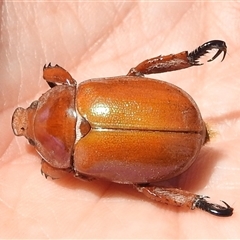 Anoplognathus montanus at Kambah, ACT - 3 Jan 2025 12:31 PM