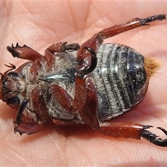 Anoplognathus montanus at Kambah, ACT - 3 Jan 2025 12:31 PM