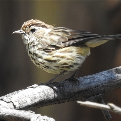 Pyrrholaemus sagittatus (Speckled Warbler) at Kambah, ACT - 3 Jan 2025 by HelenCross