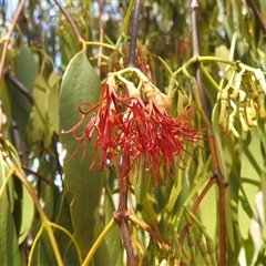 Amyema miquelii (Box Mistletoe) at Kambah, ACT - 3 Jan 2025 by HelenCross