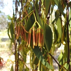 Amyema miquelii at Kambah, ACT - 3 Jan 2025