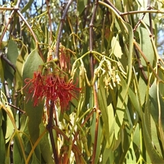 Amyema miquelii at Kambah, ACT - 3 Jan 2025