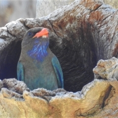 Eurystomus orientalis (Dollarbird) at Kambah, ACT - 3 Jan 2025 by HelenCross