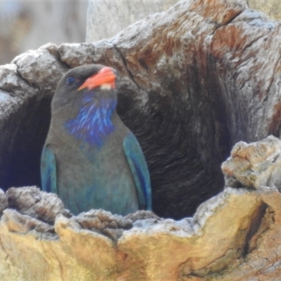 Eurystomus orientalis (Dollarbird) at Kambah, ACT - 3 Jan 2025 by HelenCross