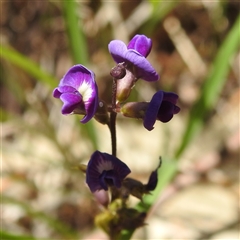 Glycine tabacina (Variable Glycine) at Kambah, ACT - 3 Jan 2025 by HelenCross