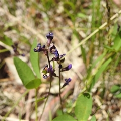 Glycine tabacina at Kambah, ACT - 3 Jan 2025 11:52 AM