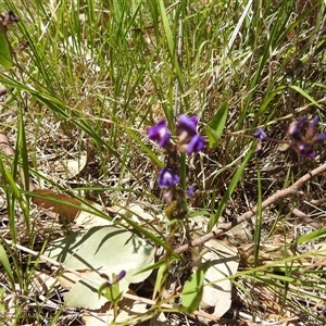 Glycine tabacina at Kambah, ACT - 3 Jan 2025 11:52 AM