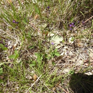 Glycine tabacina at Kambah, ACT - 3 Jan 2025 11:52 AM