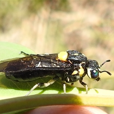 Pergagrapta bicolor (A sawfly) at Kambah, ACT - 3 Jan 2025 by HelenCross