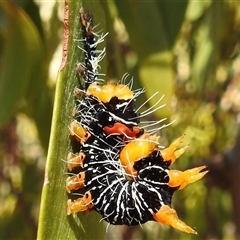 Comocrus behri (Mistletoe Day Moth) at Kambah, ACT - 3 Jan 2025 by HelenCross