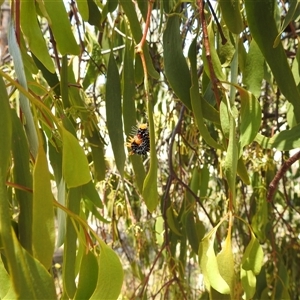 Comocrus behri at Kambah, ACT - 3 Jan 2025 12:18 PM