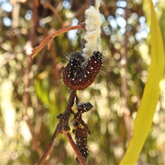 Delias aganippe (Spotted Jezebel) at Kambah, ACT - 3 Jan 2025 by HelenCross