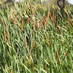 Typha orientalis (Broad-leaved Cumbumgi) at Kambah, ACT - 3 Jan 2025 by HelenCross