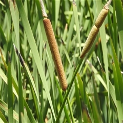 Typha orientalis at Kambah, ACT - 3 Jan 2025 12:28 PM