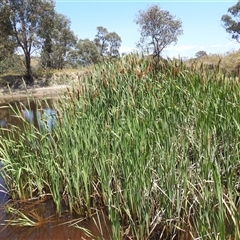 Typha orientalis at Kambah, ACT - 3 Jan 2025 12:28 PM