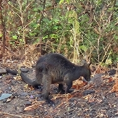 Wallabia bicolor (Swamp Wallaby) at Tharwa, ACT - 29 Nov 2024 by ChrisHolder