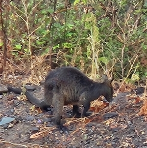 Wallabia bicolor (Swamp Wallaby) at Tharwa, ACT by ChrisHolder