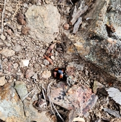 Paropsisterna beata (Blessed Leaf Beetle) at Tharwa, ACT - 16 Dec 2024 by ChrisHolder