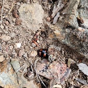 Paropsisterna beata at Tharwa, ACT - 17 Dec 2024