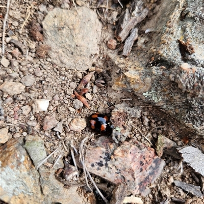 Paropsisterna beata (Blessed Leaf Beetle) at Tharwa, ACT - 16 Dec 2024 by ChrisHolder