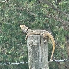 Pogona barbata (Eastern Bearded Dragon) at Bonython, ACT - 1 Dec 2024 by ChrisHolder