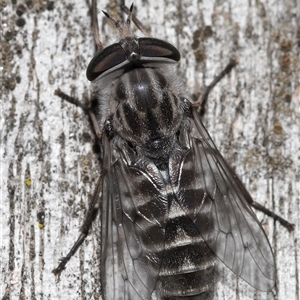 Dasybasis sp. (genus) at Kambah, ACT - 2 Jan 2025