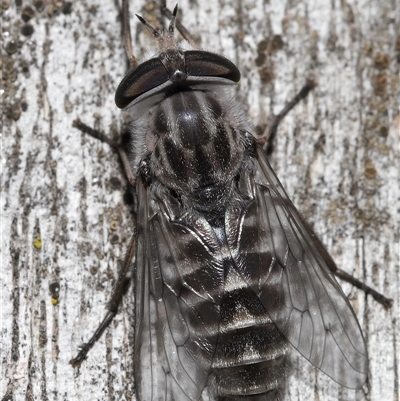 Dasybasis sp. (genus) (A march fly) at Kambah, ACT - 2 Jan 2025 by TimL