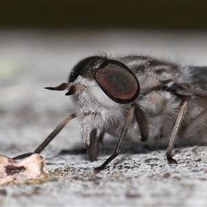 Dasybasis sp. (genus) at Kambah, ACT - 2 Jan 2025