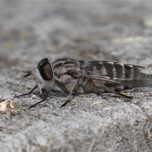 Dasybasis sp. (genus) at Kambah, ACT - 2 Jan 2025 12:53 PM