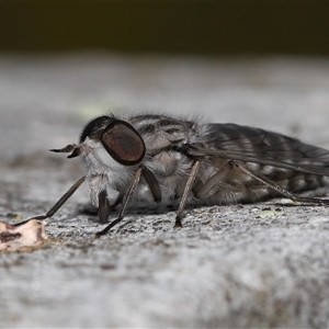 Dasybasis sp. (genus) at Kambah, ACT - 2 Jan 2025