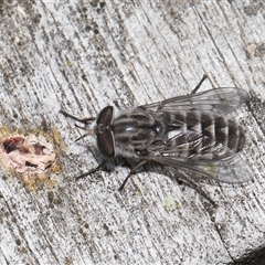 Dasybasis sp. (genus) at Kambah, ACT - 2 Jan 2025 12:53 PM