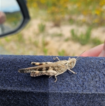 Unverified Insect at Tharwa, ACT - 17 Dec 2024 by ChrisHolder