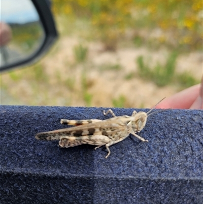 Unidentified Insect at Tharwa, ACT - 16 Dec 2024 by ChrisHolder