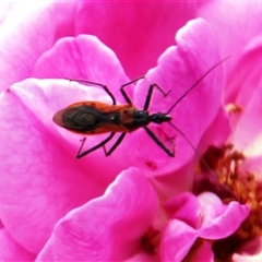 Gminatus australis (Orange assassin bug) at Higgins, ACT - 1 Jan 2025 by Jennybach