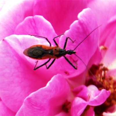 Gminatus australis (Orange assassin bug) at Higgins, ACT - 1 Jan 2025 by Jennybach