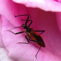 Gminatus australis at Higgins, ACT - 1 Jan 2025 12:10 PM