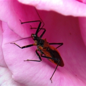 Gminatus australis at Higgins, ACT - 1 Jan 2025 12:10 PM