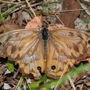 Heteronympha merope at Paddys River, ACT - 2 Jan 2025 12:02 PM